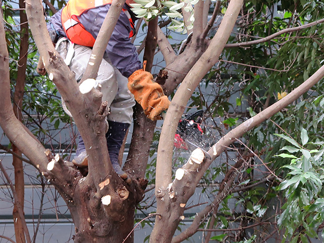 庭木の伐採